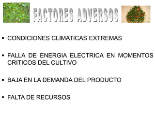  CONDICIONES CLIMATICAS EXTREMAS

 FALLA DE ENERGIA ELECTRICA EN MOMENTOS
  CRITICOS DEL CULTIVO

 BAJA EN LA DEMANDA DEL PRODUCTO

 FALTA DE RECURSOS
 