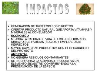 • SOCIAL
 GENERACION DE TRES EMPLEOS DIRECTOS
 OFERTAR PRODUCTO NATURAL QUE APORTA VITAMINAS Y
  MINERALES AL CONSUMIDOR
• ECONOMICO
 MEJORA LA CALIDAD DE VIDA DE LOS BENEFICIARIOS
  DIRECTO SUS FAMILIAS (SOCIOS Y EMPLEADOS) E
  INDIRECTOS
 MAYOR CAPACIDAD PRODUCTIVA CON EL DESARROLLO
  DEL PROYECTO
• AMBIENTAL
 NO GENERA RESIDUOS CONTAMINANTES
 SE INCORPORA A LA ACTIVIDAD PRODUCTIVA UN
  ELEMENTO SILVESTRE, CONTRIBUYENDO A LA
  PRESERVACION DE LA ESPECIE
 