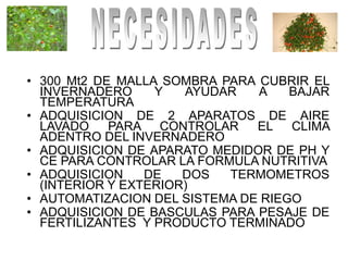 • 300 Mt2 DE MALLA SOMBRA PARA CUBRIR EL
  INVERNADERO     Y   AYUDAR   A    BAJAR
  TEMPERATURA
• ADQUISICION DE 2 APARATOS DE AIRE
  LAVADO    PARA CONTROLAR     EL CLIMA
  ADENTRO DEL INVERNADERO
• ADQUISICION DE APARATO MEDIDOR DE PH Y
  CE PARA CONTROLAR LA FORMULA NUTRITIVA
• ADQUISICION    DE   DOS  TERMOMETROS
  (INTERIOR Y EXTERIOR)
• AUTOMATIZACION DEL SISTEMA DE RIEGO
• ADQUISICION DE BASCULAS PARA PESAJE DE
  FERTILIZANTES Y PRODUCTO TERMINADO
 