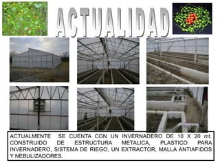 ACTUALMENTE SE CUENTA CON UN INVERNADERO DE 10 X 20 mt.
CONSTRUIDO    DE   ESTRUCTURA     METALICA,  PLASTICO    PARA
INVERNADERO, SISTEMA DE RIEGO, UN EXTRACTOR, MALLA ANTIAFIDOS
Y NEBULIZADORES.
 
