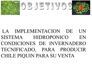 LA IMPLEMENTACION DE UN
SISTEMA     HIDROPONICO    EN
CONDICIONES DE INVERNADERO
TECNIFICADO, PARA PRODUCIR
CHILE PIQUIN PARA SU VENTA
 