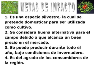 1. Es una especie silvestre, la cual se
pretende domesticar para ser utilizada
como cultivo.
2. Se considera buena alternativa para el
campo debido a que alcanza un buen
precio en el mercado.
3. Se puede producir durante todo el
año, bajo condiciones de invernadero.
4. Es del agrado de los consumidores de
la región.
 