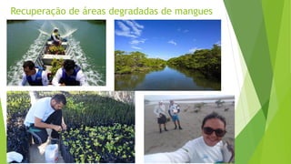 Recuperação de áreas degradadas de mangues
 