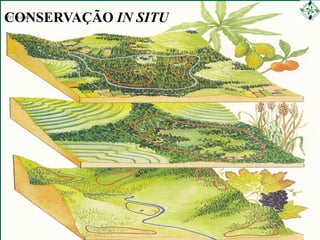 CONSERVAÇÃO “IN SITU”
•O IBPGR sugeriu, em 1984, as seguintes culturas e áreas prioritárias
para conservação “in situ”:

 