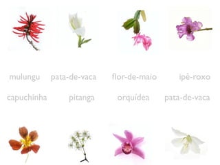 mulungu pata-de-vaca ﬂor-de-maio ipê-roxo
capuchinha pitanga orquídea pata-de-vaca
 