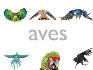 aves
 