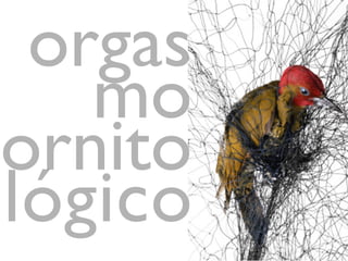 orgas
mo
ornito
lógico
 