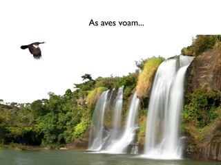 As aves voam...
 