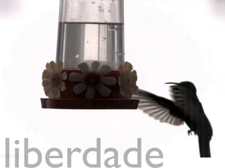 liberdade
 