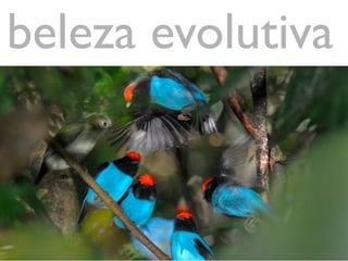 beleza evolutiva
 
