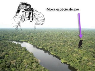 Nova espécie de ave
 