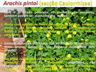 • Com o já citado potencial de produção de sementes,
também podem ser plantados por mudas;
• Ainda com opções de flores de coloração laranja, amarela,
creme e até branca, variando também em tamanho de
folhas e presença de antocianina nos ramos, entre outros
caracteres;
• Existem materiais plantados nos estados de Minas Gerais,
Mato Grosso, Goiás, DF, São Paulo, e espalhados pelo
mundo;
• No Brasil cv.Alqueire-1, ‘Amarillo MG 100’, ‘Botucatu’, ‘BRS
Mandobi’, ‘Peabiru’ e ‘Belmonte’ (vegetativa, não
registrada); cv. Amarillo - Austrália;‘Pico Bonito’ – Honduras;
‘Porvenir‘ e ‘Mejorador’– Costa Rica; ‘Golden Glory’ - USA.

 