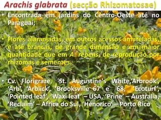 • Encontrada em jardins do Centro-Oeste até no
Paraguai;
• Flores alaranjadas, em outros acessos amareladas,
e até brancas, de grande dimensão e em maior
quantidade que em A. repens, de reprodução por
rhizomas e sementes.
• Cv. Florigraze, 'St. Augustine's White,‘Arbrook’,
‘Arb’, ‘Arblick’, ‘Brooksville 67’ e 68, ‘Ecoturf’,
‘Pointed leaf’, ‘Waxi leaf’ – USA, ‘Prine’ – Australia,
‘Reclaim’ – Africa do Sul, ‘Henorico’ – Porto Rico

 