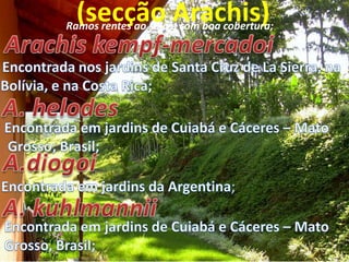 (secção Arachis)

Ramos rentes ao solo e com boa cobertura;

 