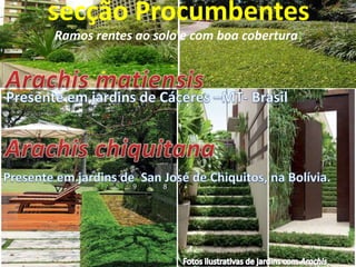 secção Procumbentes
Ramos rentes ao solo e com boa cobertura;

 