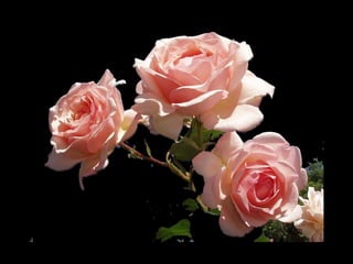 Mes amies les roses   charlotte.-