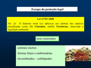 Escopo da proteção legal
seres sencientes
-animais mortos
-formas fetais e embrionárias
-invertebrados – cefalópodes
Lei 11794 /2008
Art. 2o O disposto nesta Lei aplica-se aos animais das espécies
classificadas como filo Chordata, subfilo Vertebrata, observada a
legislação ambiental.
 
