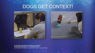 Do domestic dogs interpret pointing as a command?
Animal Cognition (2012): 1-12 , November 09, 2012
By Scheider, Linda; Kaminski, Juliane; Call, Josep; Tomasello, Michael
DOGS GET CONTEXT!
 