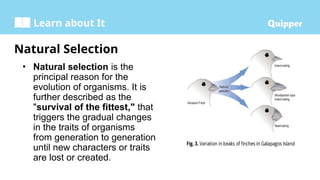 Learn about It
Natural Selection
• Natural selection is the
principal reason for the
evolution of organisms. It is
further described as the
"survival of the fittest," that
triggers the gradual changes
in the traits of organisms
from generation to generation
until new characters or traits
are lost or created.
 