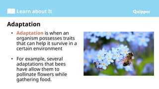 Learn about It
Adaptation
• Adaptation is when an
organism possesses traits
that can help it survive in a
certain environment
• For example, several
adaptations that bees
have allow them to
pollinate flowers while
gathering food.
 