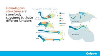Homologous
structures are
same body
structures but have
different functions.
 