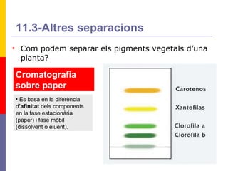Com podem separar els pigments vegetals d’una planta? 11.3-Altres separacions Cromatografia sobre paper Es basa en la diferència d ’afinitat  dels components en la fase estacionària (paper) i fase mòbil (dissolvent o eluent). 