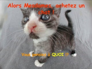 Alors Mesdames, achetez un chat ! Vous pensiez à  QUOI  !?  