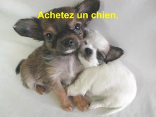 Achetez un chien. 
