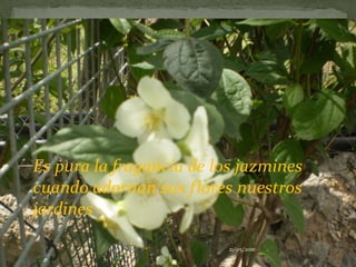 Es pura la fragancia de los jazmines cuando adornan sus flores nuestros jardines21/05/2011