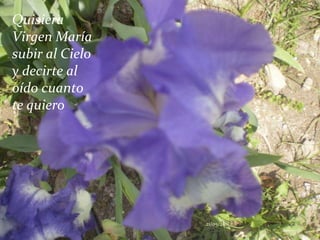 Quisiera Virgen María subir al Cielo y decirte al oído cuanto te quiero21/05/2011