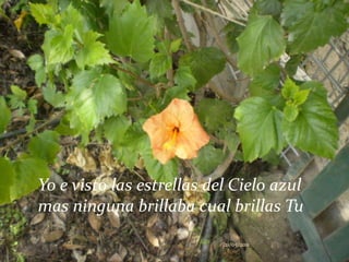 Yo e visto las estrellas del Cielo azul mas ninguna brillaba cual brillas Tu21/05/2011