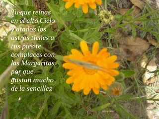 Tu que reinas en el alto Cielo y atados los astros tienes a tus pies te complaces con las Margaritas por que gustan mucho de la sencillez21/05/2011