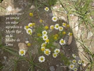 Florecillas del campo ya tenéis un valor agradáis a María que es la Madre de Dios21/05/2011