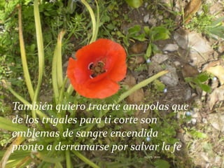 También quiero traerte amapolas que de los trigales para ti corte son emblemas de sangre encendida pronto a derramarse por salvar la fe21/05/2011