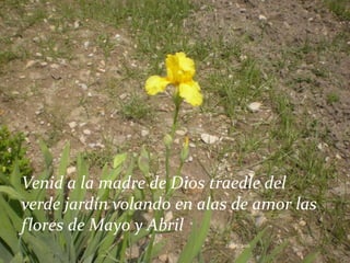 Venid a la madre de Dios traedle del verde jardín volando en alas de amor las flores de Mayo y Abril21/05/2011