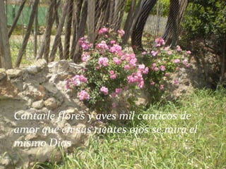 Cantarle flores y aves mil canticos de amor que en sus rientes ojos se mira el mismo Dios21/05/2011