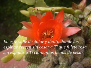 En este valle de dolor y llanto donde las espinas crecen sin cesar a Ti que fuiste rosa sin espinas a Ti clamamos llenos de pesar21/05/2011