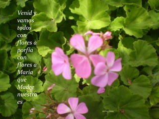 Venid y vamos todos con flores a porfía con flores a María que Madre nuestra es21/05/2011