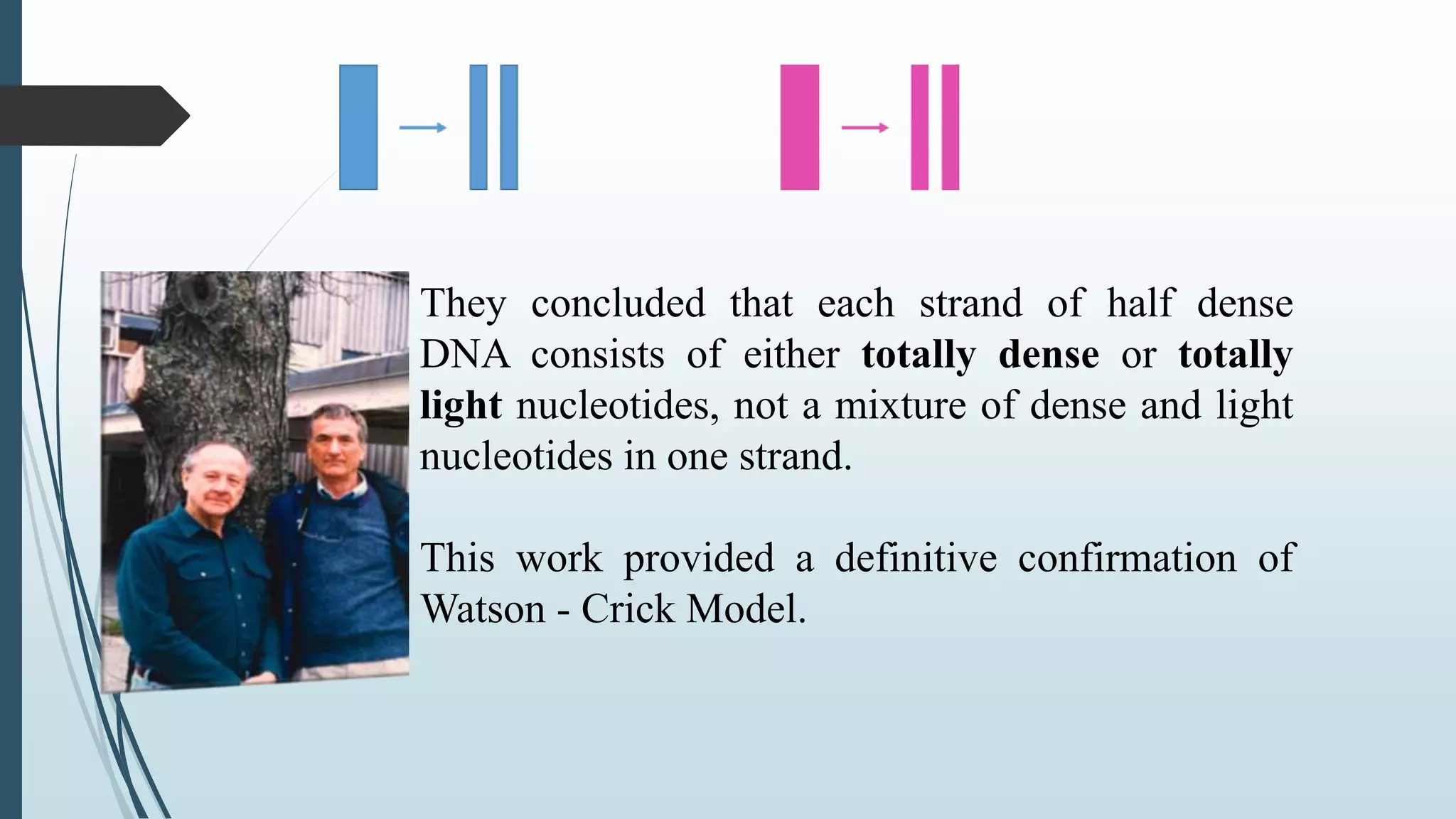 They concluded that each strand of half dense
DNA consists of either totally dense or totally
light nucleotides, not a mixture of dense and light
nucleotides in one strand.
This work provided a definitive confirmation of
Watson - Crick Model.
 