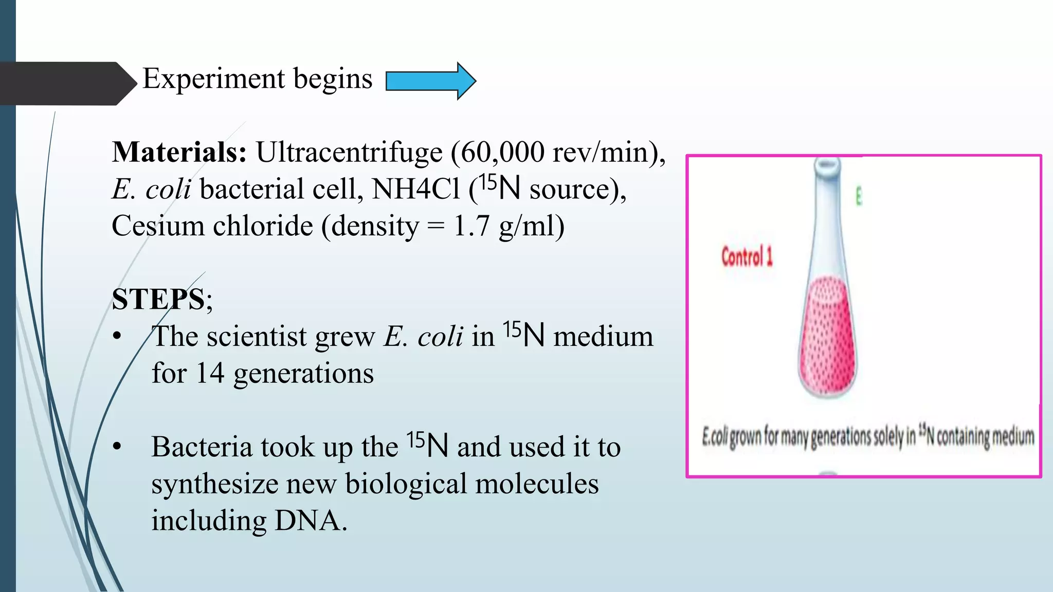 Experiment begins
Materials: Ultracentrifuge (60,000 rev/min),
E. coli bacterial cell, NH4Cl (15N source),
Cesium chloride (density = 1.7 g/ml)
STEPS;
• The scientist grew E. coli in 15N medium
for 14 generations
• Bacteria took up the 15N and used it to
synthesize new biological molecules
including DNA.
 