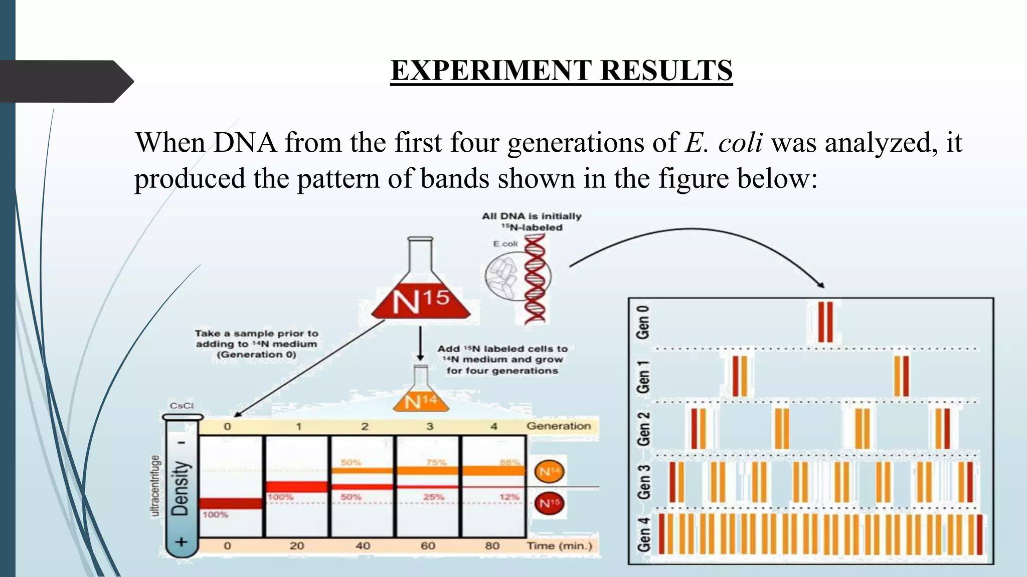 EXPERIMENT RESULTS
When DNA from the first four generations of E. coli was analyzed, it
produced the pattern of bands shown in the figure below:
 