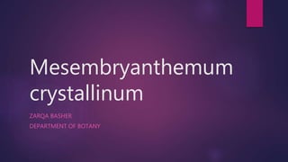 Mesembryanthemum
crystallinum
ZARQA BASHER
DEPARTMENT OF BOTANY
 