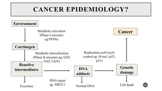 Environment
Carcinogen
DNA
adducts
Reactive
intermediates
Genetic
damage
Cancer
16
CANCER EPIDEMIOLOGY?
Metabolic detoxification
(Phase II enzymes eg: GST,
NAT, UGT)
Metabolic activation
(Phase I enzymes
eg:P450s)
Excretion Normal DNA
DNA repair
eg: XRCC1 Cell death
Replication (cell-cycle
control eg: H-ras1, p53,
p21)
 