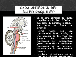 • En la cara anterior del bulbo
raquídeo están las pirámides,
que como su nombre lo indica,
son haces en forma de
pirámide.
• Estos haces son una
continuación, hacia atrás, de
una porción de las vías que
forman los pedúnculos
cerebrales del mesencéfalo
(otros haces de los pedúnculos
cerebrales van al cerebelo,
pasando por la protuberancia
anular).
• Los haces piramidales son las
CARA ANTERIOR DEL
BULBO RAQUÍDEO
 