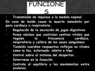 • Transmisión de impulsos a la medula espinal
En caso de lesión causa la muerte inmediata por
paro cardiaco o respiratorio.
• Regulación de la secreción de jugos digestivos
• Posee núcleos que controlan centros vitales que
regulan la frecuencia cardíaca,
respiratoria y calibre de los vasos sanguíneos
• También coordina respuestas reflejas no vitales
como la tos, estornudo, vómito e hipo
• Control sobre el sistema del despertar.
• Interviene en la fonación.
• Controla el equilibrio y los movimientos extra
oculares.
FUNCIONE
S
 
