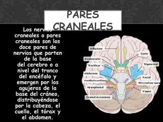 Los nervios
craneales o pares
craneales son los
doce pares de
nervios que parten
de la base
del cerebro o a
nivel del tronco
del encéfalo y
emergen por los
agujeros de la
base del cráneo,
distribuyéndose
por la cabeza, el
cuello, el tórax y
el abdomen.
PARES
CRANEALES
 