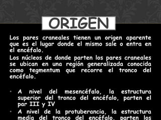 Los pares craneales tienen un origen aparente
que es el lugar donde el mismo sale o entra en
el encéfalo.
Los núcleos de donde parten los pares craneales
se ubican en una región generalizada conocida
como tegmentum que recorre el tronco del
encéfalo.
• A nivel del mesencéfalo, la estructura
superior del tronco del encéfalo, parten el
par III y IV
• A nivel de la protuberancia, la estructura
media del tronco del encéfalo, parten los
ORIGEN
 