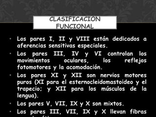 • Los pares I, II y VIII están dedicados a
aferencias sensitivas especiales.
• Los pares III, IV y VI controlan los
movimientos oculares, los reflejos
fotomotores y la acomodación.
• Los pares XI y XII son nervios motores
puros (XI para el esternocleidomastoideo y el
trapecio; y XII para los músculos de la
lengua).
• Los pares V, VII, IX y X son mixtos.
• Los pares III, VII, IX y X llevan fibras
CLASIFICACIÓN
FUNCIONAL
 