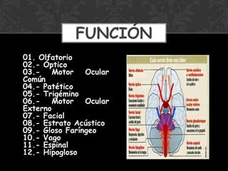 01. Olfatorio
02.- Óptico
03.- Motor Ocular
Común
04.- Patético
05.- Trigémino
06.- Motor Ocular
Externo
07.- Facial
08.- Estrato Acústico
09.- Gloso Faríngeo
10.- Vago
11.- Espinal
12.- Hipogloso
FUNCIÓN
 