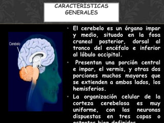 • El cerebelo es un órgano impar
y medio, situado en la fosa
craneal posterior, dorsal al
tronco del encéfalo e inferior
al lóbulo occipital.
• Presentan una porción central
e impar, el vermis, y otras dos
porciones muchos mayores que
se extienden a ambos lados, los
hemisferios.
• La organización celular de la
corteza cerebelosa es muy
uniforme, con las neuronas
dispuestas en tres capas o
CARACTERÍSTICAS
GENERALES
 